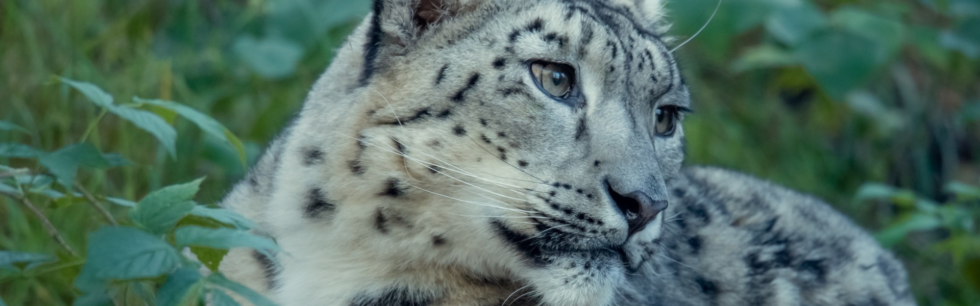 Snow leopard